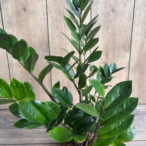 Zamioculcas Zamiifolia , ZZ Plant, in 6" Pot