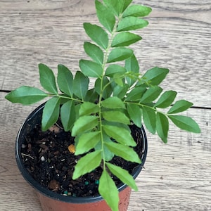 Curry Leaf Plant, Murraya Koenigii, in 4&quot;  Pot, salam koja. No ship to Ca Tx Az AL or HI