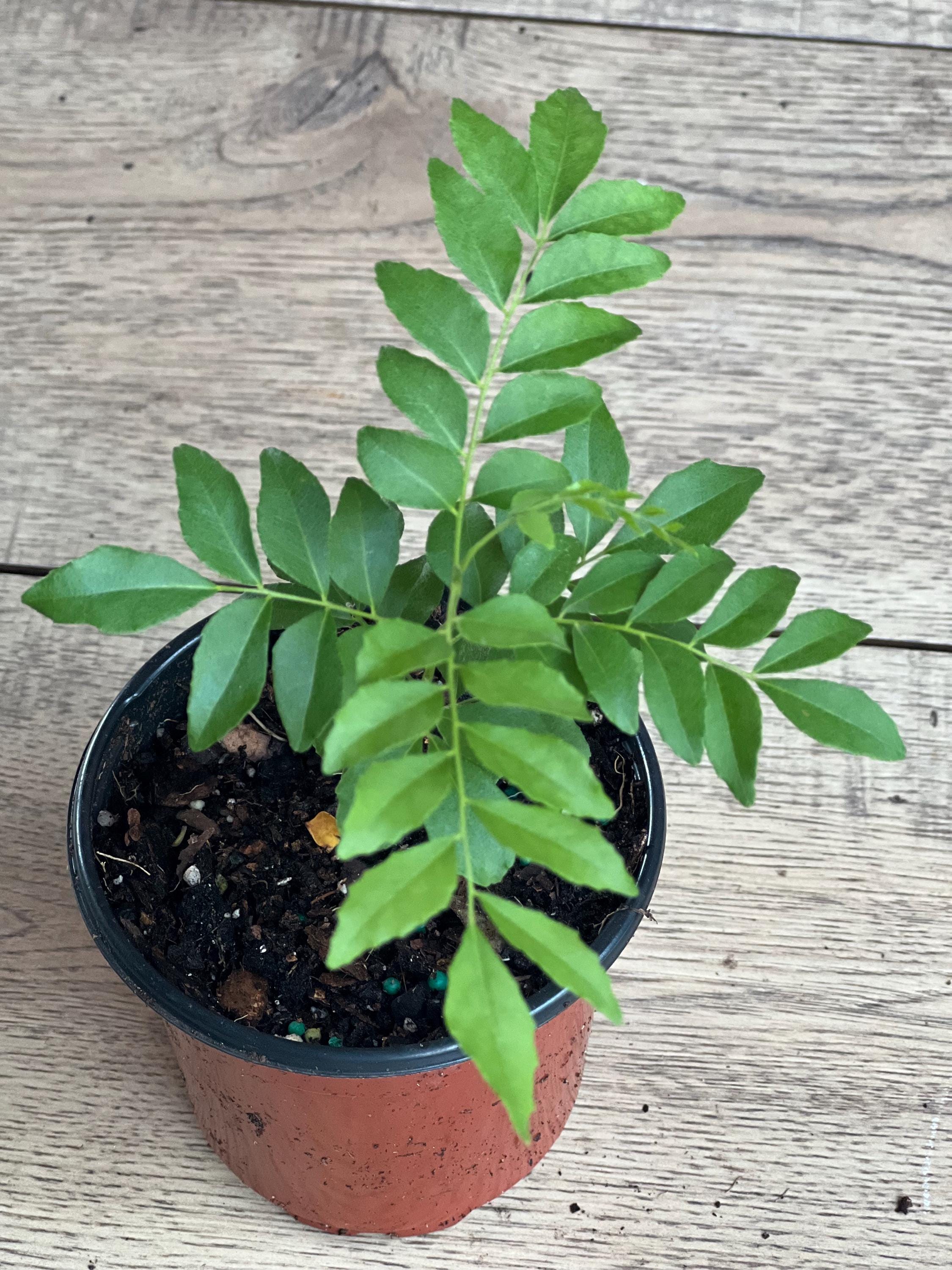 Curry Leaf Plant, Murraya Koenigii, in 4"  Pot, salam koja. No ship to Ca Tx Az AL or HI