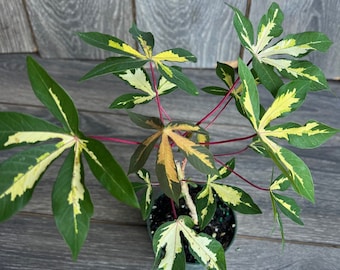 Variegated Manihot esculenta 'Variegated' plant in 4" Pot