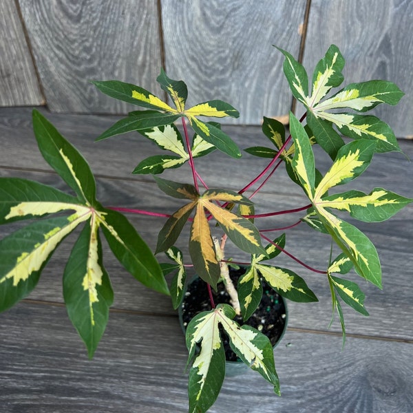 Variegated Manihot esculenta 'Variegated' plant in 4" Pot
