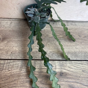 May include: A green cactus plant with serrated leaves growing in a black plastic pot. The plant is on a wooden surface.