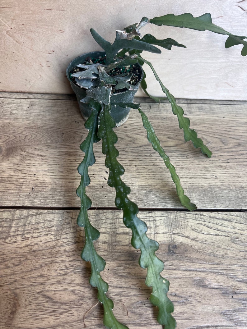 May include: A green cactus plant with serrated leaves growing in a black plastic pot. The plant is on a wooden surface.