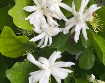 May include: Close-up of white jasmine flowers with multiple petals, surrounded by glossy green leaves. The flowers are in full bloom, showcasing their delicate structure. The image captures the natural beauty of the plant.