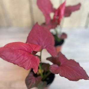 Syngonium Orm Nak Red in 4" Pot