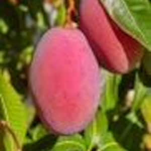 Grafted Tommy Atkins  Mango Tree. grafted in 1/2 gallon pot