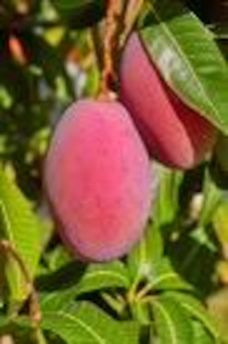 Op de afbeelding: Twee rijpe mango's hangen aan een tak. De mango's zijn diep rood van kleur en hebben een gladde, glanzende schil.