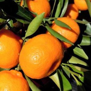 Grafted Kishu mandarin tree in Half Gallon Pot, Tangerine. Florida shipping only