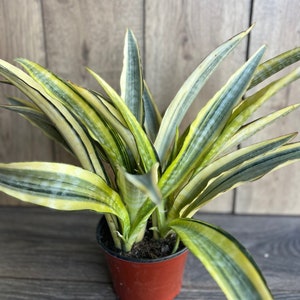 Sansevieria Lauren in 6&quot; pot, rare