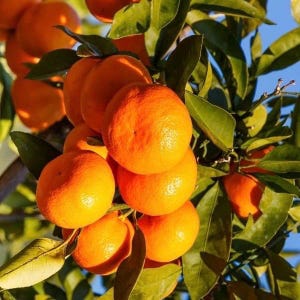 May include: Close-up of a branch of a citrus tree laden with ripe orange fruit. The oranges are a vibrant orange color and have a smooth, shiny skin. The leaves are green and lush, and the background is a bright blue sky.