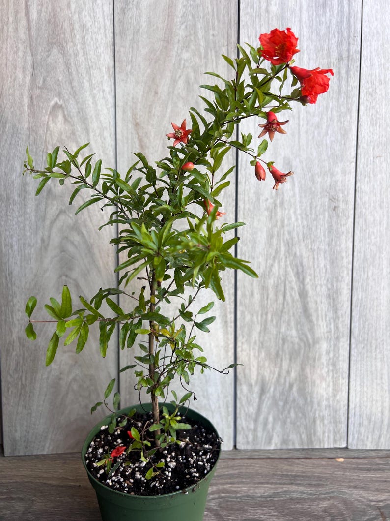 Thegreenshouse Dwarf Pomegranate - Thumbnail 3