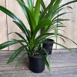 ONE Pandan Plant, pandanus, pandan in 4" pot