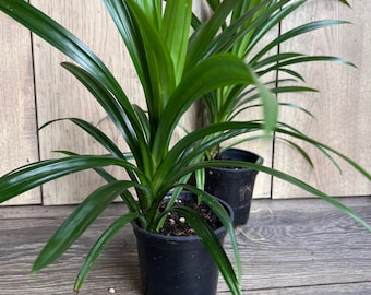 May include: Two potted green plants with long, narrow leaves. The plants are in black plastic pots and are sitting on a wooden surface.