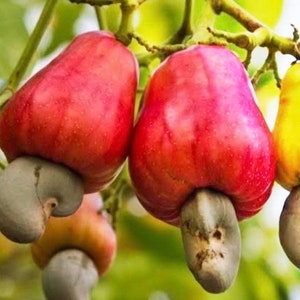 Red Cashew Plant in 10&quot; Pot, jambu monyet
