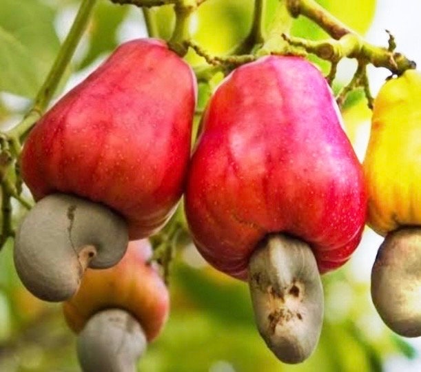 Red Cashew Plant in 10" Pot, jambu monyet
