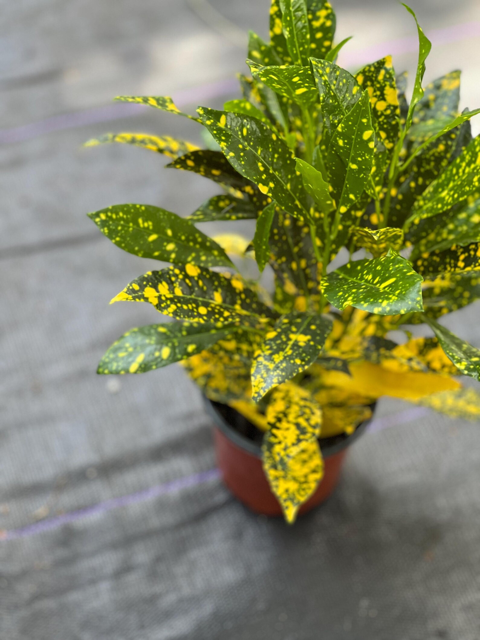 5+ Gold Star Croton Croton Gold Star in 4" Pot, House Plant, Indoor, Outdoor - Etsy