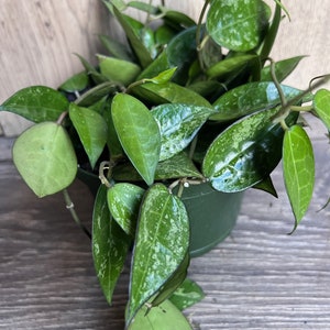May include: A potted Hoya plant with vibrant green leaves, some speckled with white variegation. The plant is in a green plastic pot, set against a wooden background. The leaves have a glossy texture.
