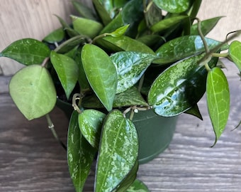 Hoya Black Margin 6" Pot