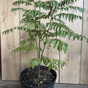 Puede incluir: Una planta de hojas de curry en maceta con hojas verdes en una maceta de pl&aacute;stico negra. La planta est&aacute; delante de una pared de madera.