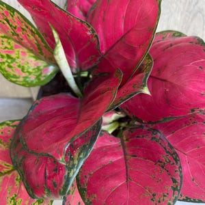 May include: Close-up of a vibrant Aglaonema plant. The large leaves are a striking mix of deep pink and green, with a prominent pink hue dominating. The edges of the leaves are outlined in dark green, creating a beautiful contrast. The plant is a lush, decorative houseplant.