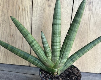 Sansevieria Starfish in 6" pot, Bonzel