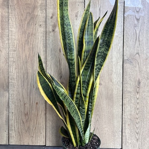 Large Sansevieria Trifasciata, Snake Plant Laurentii, 6"Pot Indoor Air Purifiernt