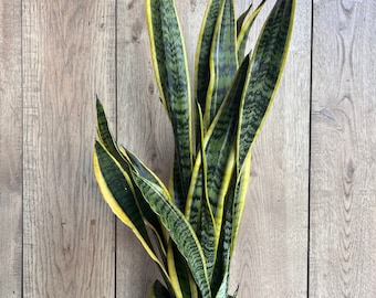 Large Sansevieria Trifasciata, Snake Plant Laurentii, 6"Pot Indoor Air Purifiernt