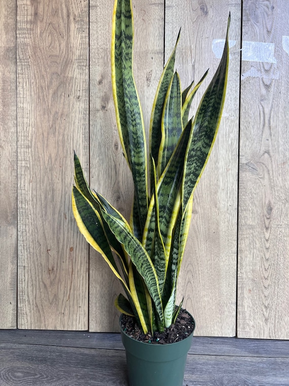 black zz plant for sale philippines Zamioculcas/Zz Plant Raven 6