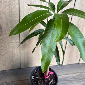 Op de afbeelding: Een kleine mango boom met groene bladeren die in een zwarte pot groeit. De boom is vastgebonden aan een paal met roze banden.