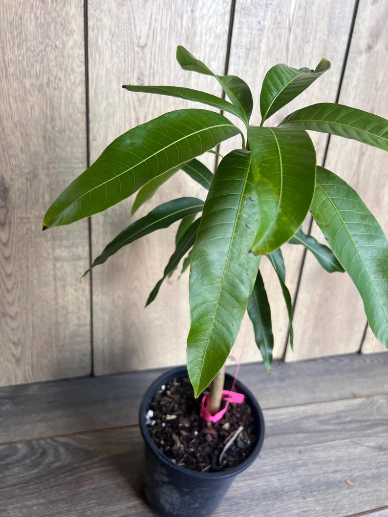 Op de afbeelding: Een kleine mango boom met groene bladeren die in een zwarte pot groeit. De boom is vastgebonden aan een paal met roze banden.