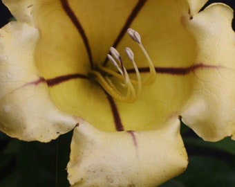 Solandra Maxima, variegated , Cup of Gold in 6" Pot