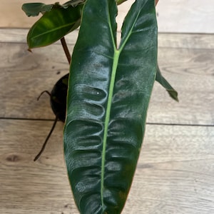 May include: A single large, dark green leaf with a prominent light green vein running down the center. The leaf is slightly curled at the edges and has a reddish-brown stem.