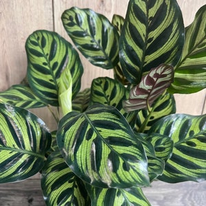 Calathea makoyana, Peacock Plant, in 6" inches pot,