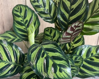 Calathea makoyana, Peacock Plant, in 6" inches pot,