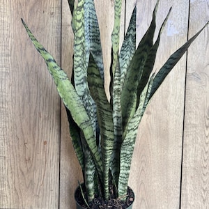 Sansavieria Zeylanica, in 6" pot, snake plant