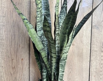 Sansavieria Zeylanica, in 6" pot, snake plant