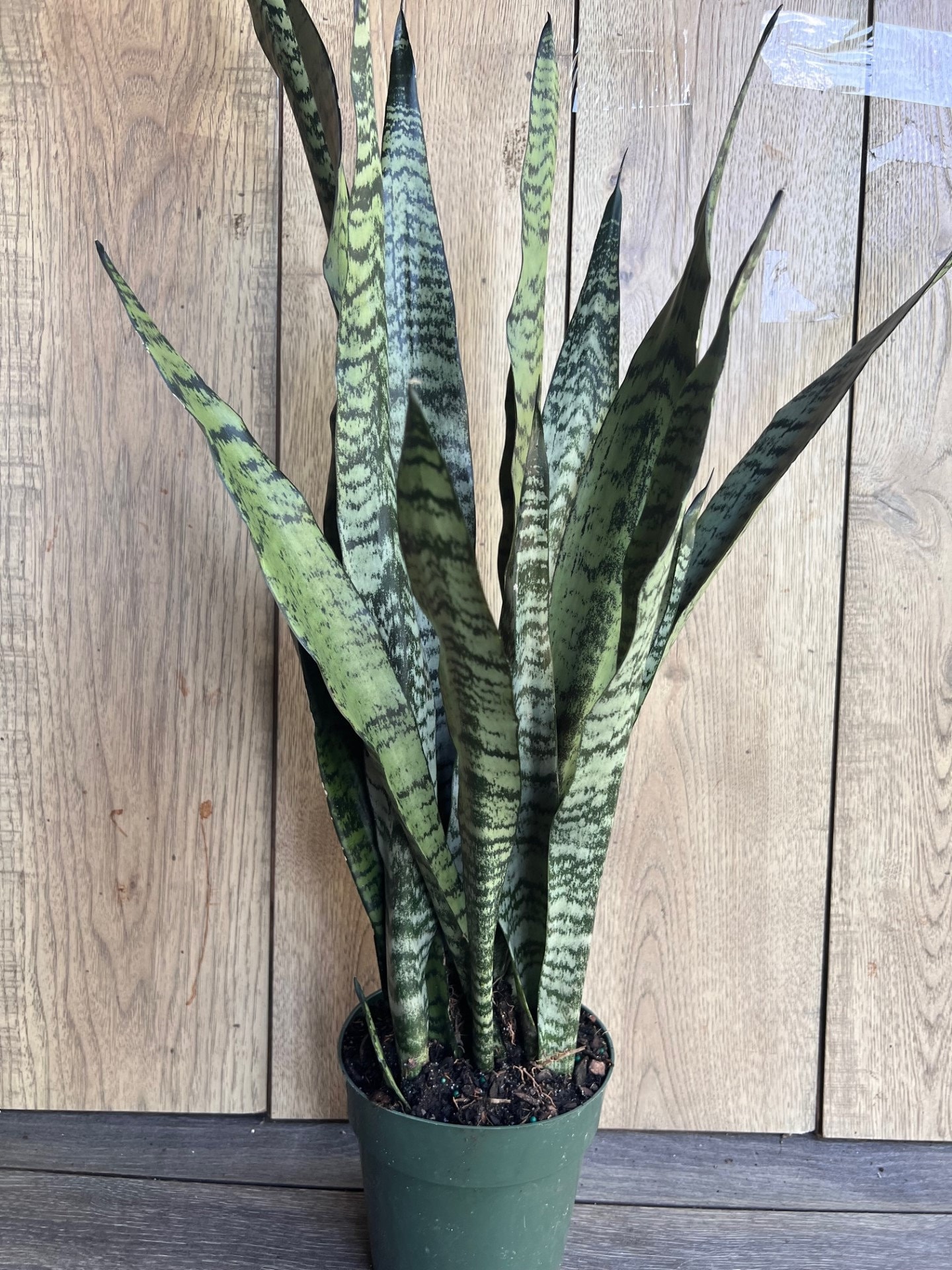 Sansevieria Zeylanica, in 6" Pot, Snake Plant - Etsy
