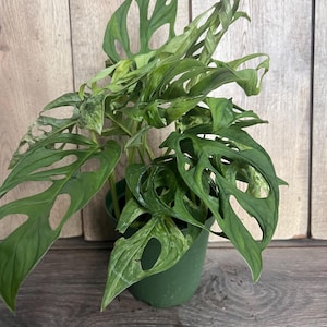 Puede incluir: Una planta de Monstera Adansonii en maceta con hojas verdes vibrantes. Las hojas tienen agujeros irregulares &uacute;nicos, lo que le da una apariencia distintiva. La planta est&aacute; en una maceta de pl&aacute;stico verde, sobre un fondo de madera.