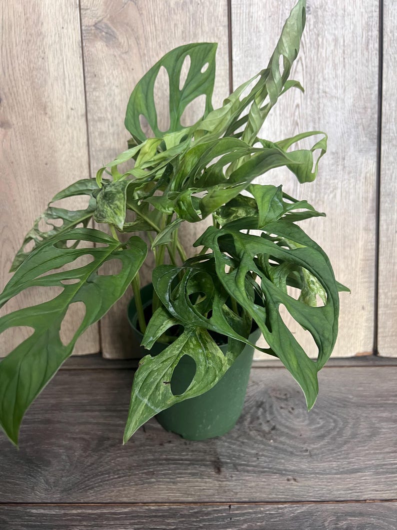 Puede incluir: Una planta de Monstera Adansonii en maceta con hojas verdes vibrantes. Las hojas tienen agujeros irregulares &uacute;nicos, lo que le da una apariencia distintiva. La planta est&aacute; en una maceta de pl&aacute;stico verde, sobre un fondo de madera.