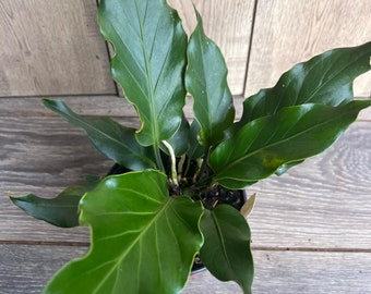 Anthurium Plowmanii in 6" Pot