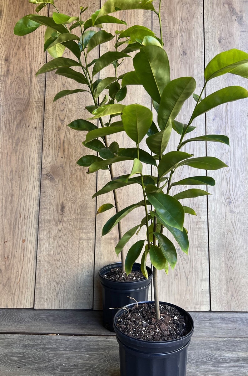 Soursop Tree, guanabana in Half gallon pot , Sirsak, Anona Muricata image 9