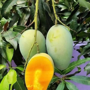 Grafted, Valencia Pride Tree. grafted in 1/2  gallon pot