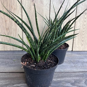 Sansevieria Fernwood,  Sansevieria Mikado in 6&quot; inches pot  - live air purifying plant