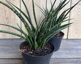 Sansevieria Fernwood,  Sansevieria Mikado in 6" inches pot  - live air purifying plant