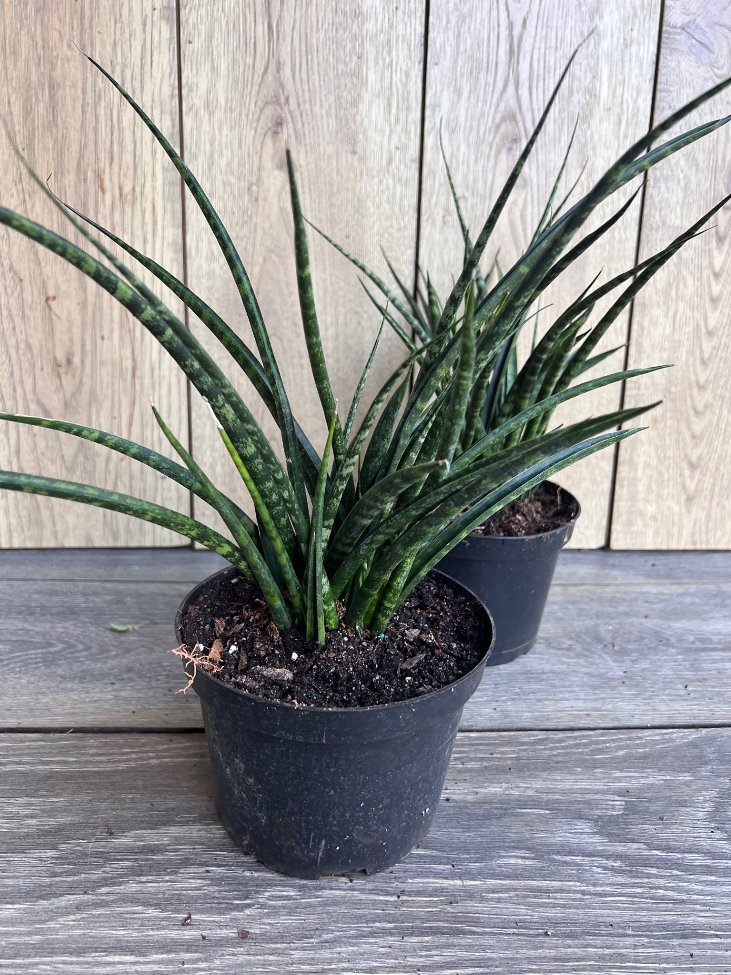 Sansevieria Fernwood, Sansevieria Mikado in 6" Inches Pot - Live Air  Purifying Plant - Etsy