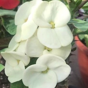 May include: A cluster of white flowers with a delicate, layered appearance. The flowers are arranged in a circular pattern, creating a visually appealing display.