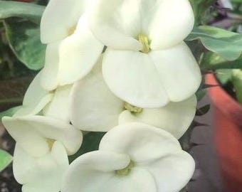 Crown of Thorns, White in 6" Pot, Euphorbia milii