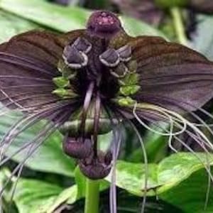 May include: A black flower with long, thin, purple tendrils. The flower has a unique shape, resembling a bat or a butterfly.