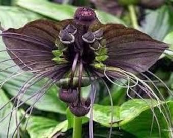 Puede incluir: Una flor negra con largos y delgados zarcillos morados. La flor tiene una forma única, que se asemeja a un murciélago o una mariposa.
