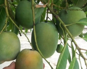 Sugar Loaf Mango Tree. grafted in 3 gallons pot